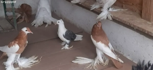 porumbei ornament - imagine 4 porumbei ornament - imagine 4