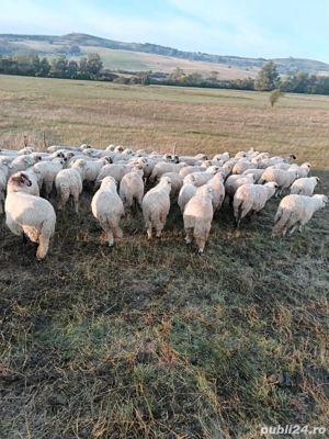 Vand 300 oi turcane - imagine 3