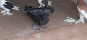 porumbei ornament - imagine 5 porumbei ornament - imagine 5