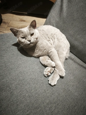 Pisică britișh shorthair