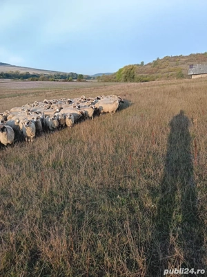 Vand 300 oi turcane - imagine 2