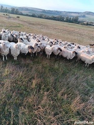 Vand 300 oi turcane - imagine 4