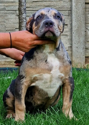 Vand femele American Bully xl  - imagine 3