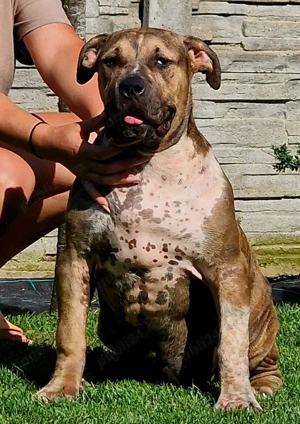 Vand femele American Bully xl  - imagine 2