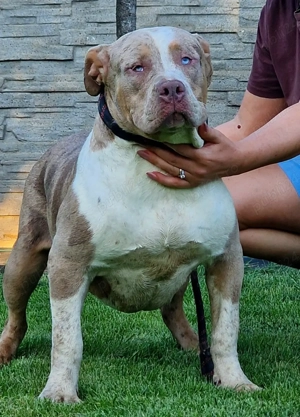 Vand femele American Bully xl