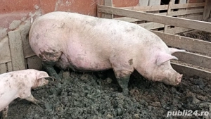 Vand scoafe pentru sacrificare - imagine 2