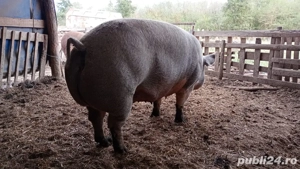 Vand scoafe pentru sacrificare