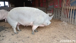 Vand scoafe pentru sacrificare - imagine 4