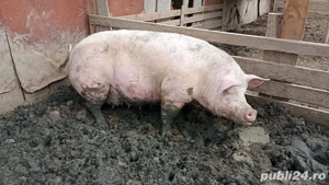 Vand scoafe pentru sacrificare - imagine 3