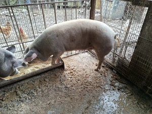 Vând porc de tăiat  - imagine 3