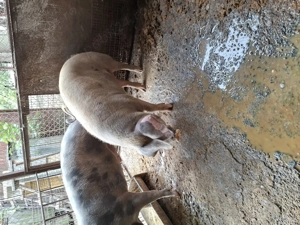 Vând porc de tăiat  - imagine 2