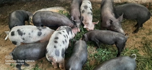 Vand purcei de carne