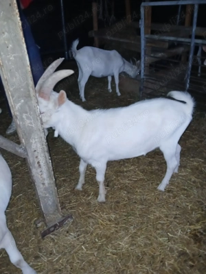 Tap saanen  - imagine 2 Tap saanen  - imagine 2