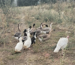 Rățoi tineri - imagine 2