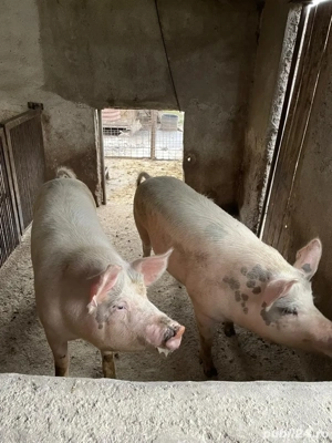 porci de vanzare