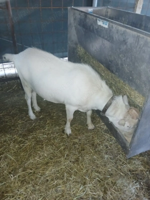 Tap saanen  - imagine 3 Tap saanen  - imagine 3