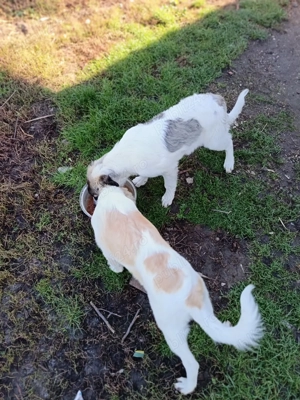 Vând căței femela și mascul - imagine 2