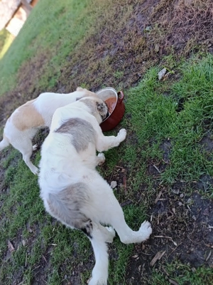 Vând căței femela și mascul