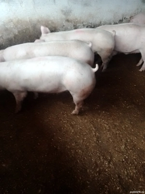 vand porci de carne  - imagine 2 vand porci de carne  - imagine 2