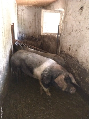 disponibil vier bazna 