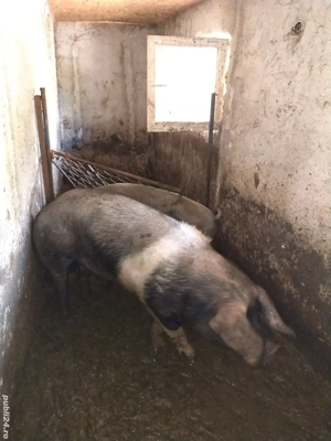 disponibil vier bazna  - imagine 3