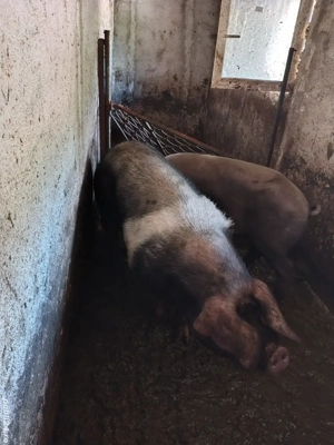 disponibil vier bazna  - imagine 4