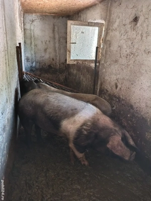 disponibil vier bazna  - imagine 2