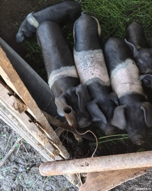 Disponibilii purcei bazna - imagine 3 Disponibilii purcei bazna - imagine 3