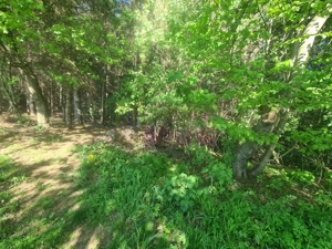 Teren de vanzare in Campina in zona retrasa - imagine 9