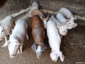 șoldani de vânzare 