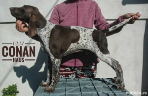 Brac german,pui de 3 luni - imagine 4 Brac german,pui de 3 luni - imagine 4