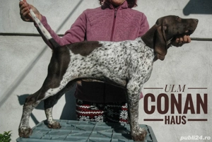 Brac german,pui de 3 luni - imagine 3 Brac german,pui de 3 luni - imagine 3