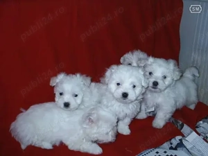 Maltezi toy superbi - imagine 2