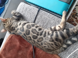 Pisic din rasa bengalez în vârstă de 7 luni, nu este castrat, foarte jucăuș, gălăgios și frumos  - imagine 5 Pisic din rasa bengalez în vârstă de 7 luni, nu este castrat, foarte jucăuș, gălăgios și frumos  - imagine 5