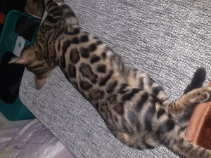 Pisic din rasa bengalez în vârstă de 7 luni, nu este castrat, foarte jucăuș, gălăgios și frumos  - imagine 6 Pisic din rasa bengalez în vârstă de 7 luni, nu este castrat, foarte jucăuș, gălăgios și frumos  - imagine 6