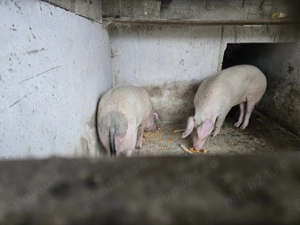 Porci pentru sacrificare