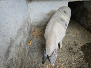 Porci pentru sacrificare - imagine 4