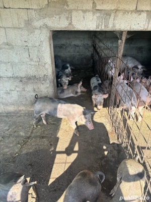 vand purcei - imagine 4