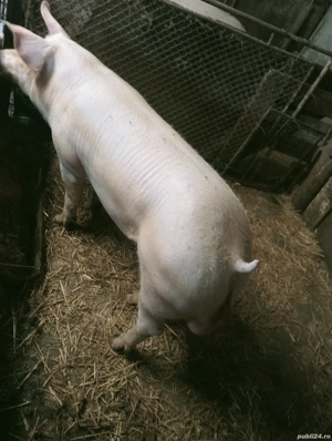 Vând vier  marele alb vârstă 10 luni în jur de 110-120 kg pret 15 lei kg mai multe detalii la telefo