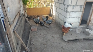 Pasari Wiadonte Brahma HD - imagine 5