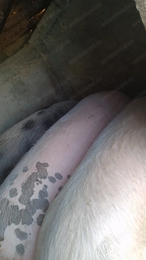 Porci de vînzare pt tăiat! - imagine 2