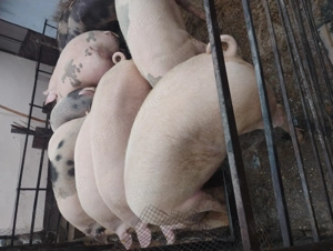 Vând porcii marele alb cu petrean  - imagine 3
