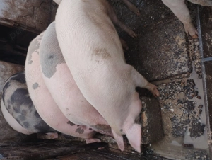 Vând porcii marele alb cu petrean  - imagine 4