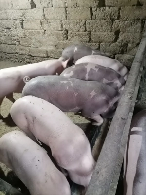 Grasuni buni pentru Craciun sau protap