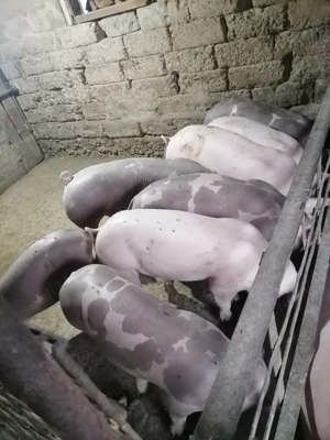 Grasuni buni pentru Craciun sau protap - imagine 2