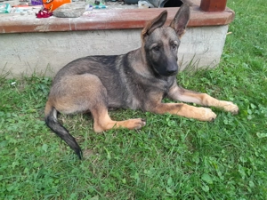 Ciobanesc german sur negru linie de lucru - imagine 2 Ciobanesc german sur negru linie de lucru - imagine 2