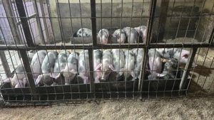 Purcei de 9 daptamani pret 350 lei