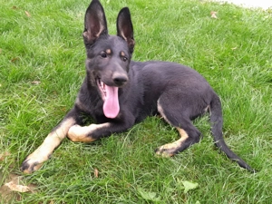 Ciobanesc german sur negru linie de lucru