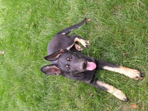 Ciobanesc german sur negru linie de lucru - imagine 3 Ciobanesc german sur negru linie de lucru - imagine 3