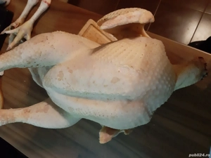 Curcani și curci.  - imagine 2 Curcani și curci.  - imagine 2